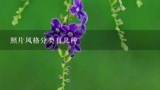 照片风格分类有几种