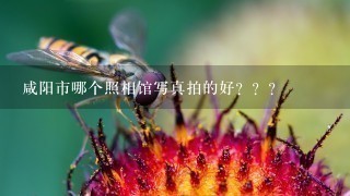 咸阳市哪个照相馆写真拍的好？？？