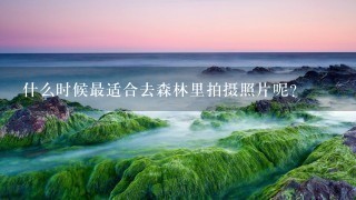 什么时候最适合去森林里拍摄照片呢？