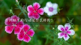 非洲蜗牛的行动是什么样的?